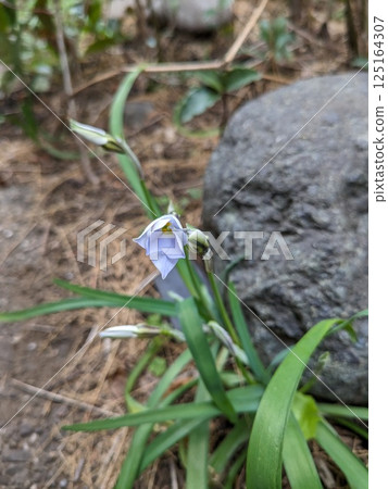 Hananilla Hananilla 125164307