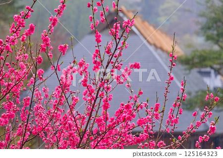Old landscape Old landscape 125164323