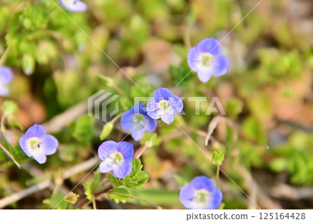 婆婆納（Veronica persica）的藍色花朵，又稱星眼 125164428