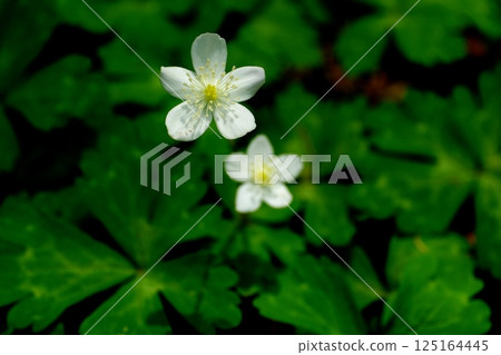 銀蓮花的可愛綻放 銀蓮花的可愛綻放 125164445
