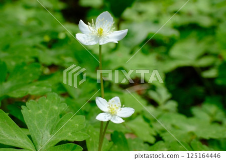 銀蓮花的可愛綻放 銀蓮花的可愛綻放 125164446