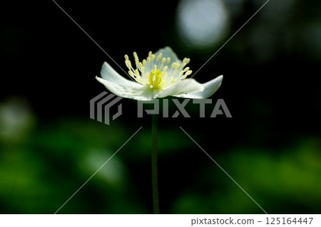 銀蓮花的可愛綻放 125164447