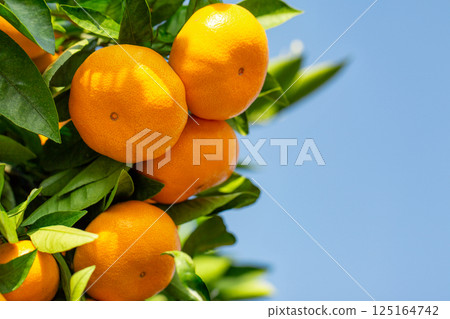 Orange garden 125164742