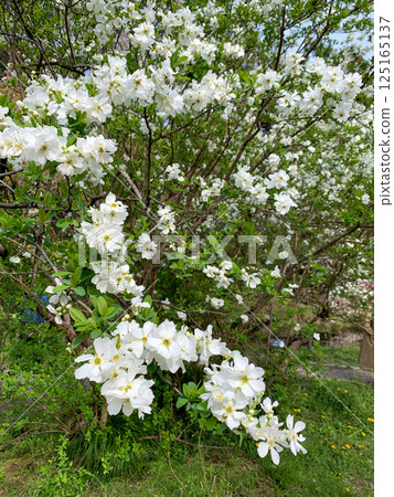 Spirea at Koishikawa Botanical Garden 125165137