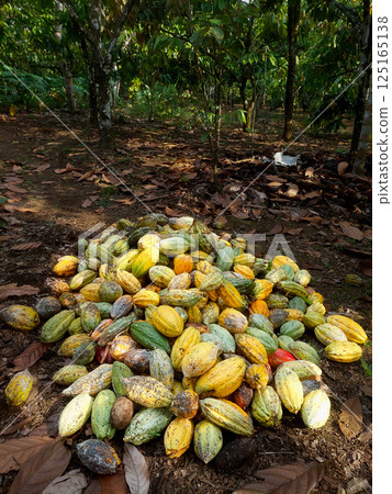 A pile of freshly harvested cacao pods lies on the ground in the middle of a cacao plantation. The pods come in various shades of green, yellow, and brown, representing different stages of ripeness. 125165138
