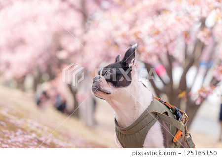 [春天] 波士頓梗 [櫻花] 125165150