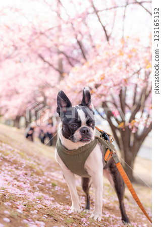 [Spring] Boston Terrier [Cherry Blossoms] 125165152