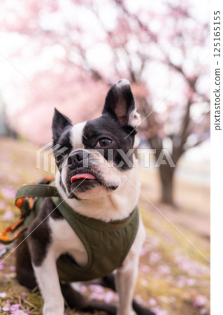 [Spring] Boston Terrier [Cherry Blossoms] 125165155