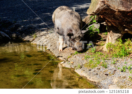 Domestic pig by a pond in farm 125165218