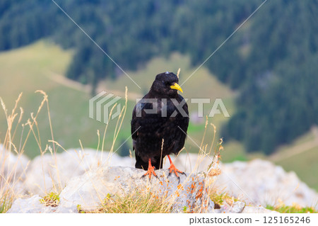 Alpine chough or yellow-billed chough (Pyrrhocorax graculus) in the mountain nature habitat in Alps, Switzerland 125165246