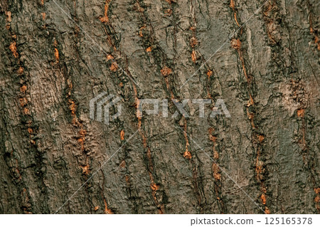 The Rosewood Tree The Rosewood Tree 125165378