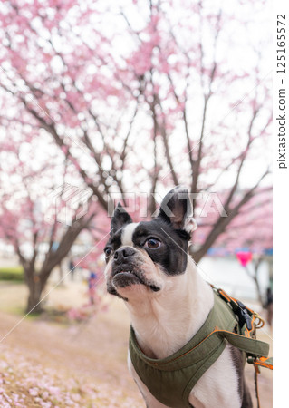 [Spring] Boston Terrier [Cherry Blossoms] 125165572