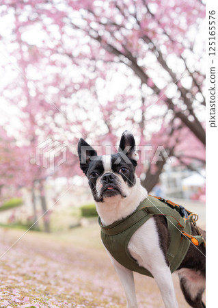 [Spring] Boston Terrier [Cherry Blossoms] 125165576