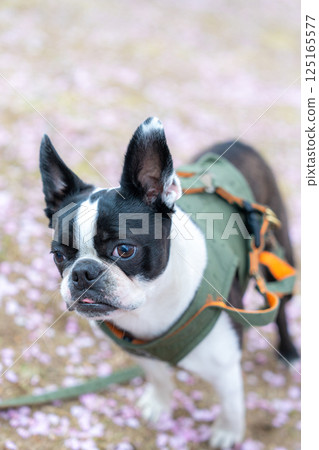 [Spring] Boston Terrier [Cherry Blossoms] 125165577