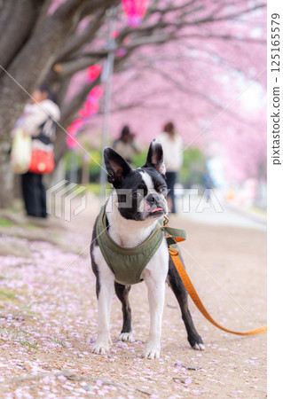 [Spring] Boston Terrier [Cherry Blossoms] 125165579