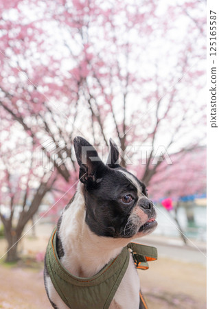 [Spring] Boston Terrier [Cherry Blossoms] 125165587