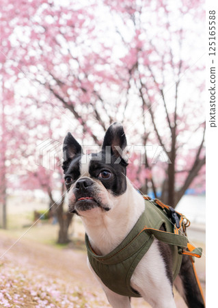 [Spring] Boston Terrier [Cherry Blossoms] 125165588