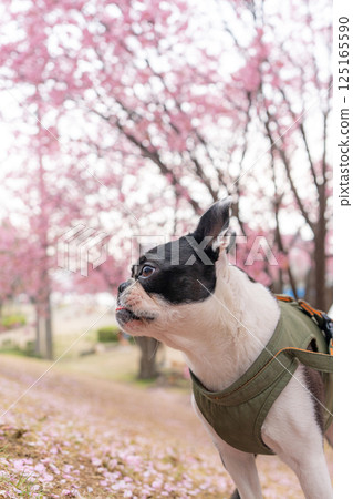 [春天] 波士頓梗 [櫻花] 125165590