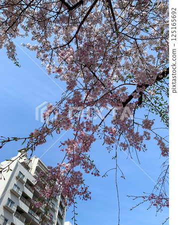 櫻花節期間沿街可見的公寓大樓 125165692