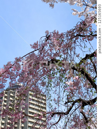 櫻花節期間沿街可見的公寓大樓 125165693