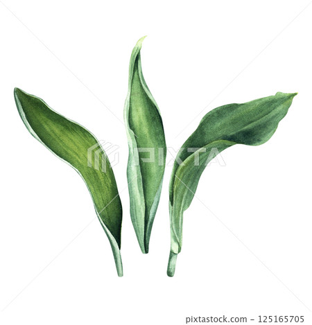 A set of tulips leaves. Hand drawn botanical watercolor illustration isolated on white background. For clip art cards invitation 125165705
