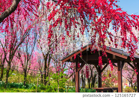 盛開的梅花和涼亭 125165727