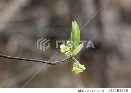 Material for toothpicks: Kuromoji flowers 125165836