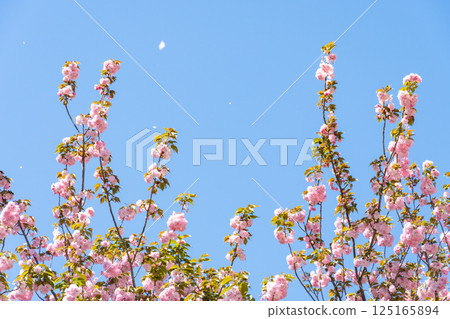 Spring sky and double cherry blossoms in full bloom Spring sky and double cherry blossoms in full bloom 125165894