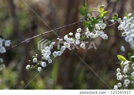 Small white lycaenidae flowers blooming in the park in spring Small white lycaenidae flowers blooming in the park in spring 125165917