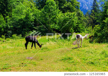 Two alpacas grazing in green alpine meadow in Switzerland 125165965