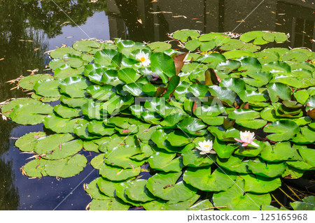 Beautiful water lily (Nymphaea) in a lake 125165968
