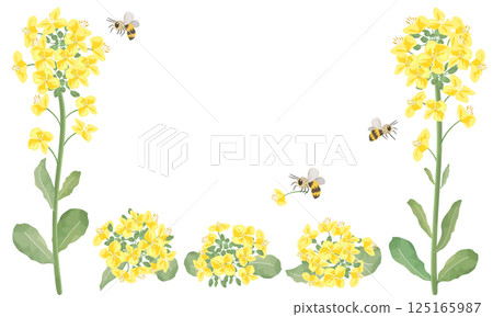 水彩油菜花與蜜蜂框架 水彩油菜花與蜜蜂框架 125165987