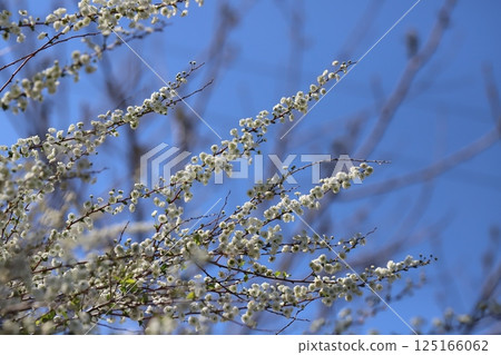 Small white lycaenid flowers blooming in a spring garden Small white lycaenid flowers blooming in a spring garden 125166062