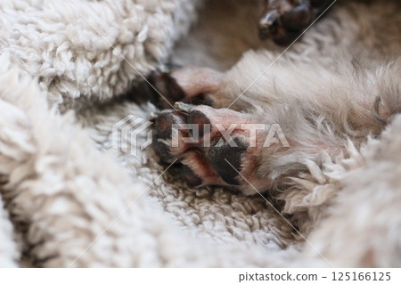 Dog paws relaxing under a blanket Toy poodle paws Paws after trimming 125166125