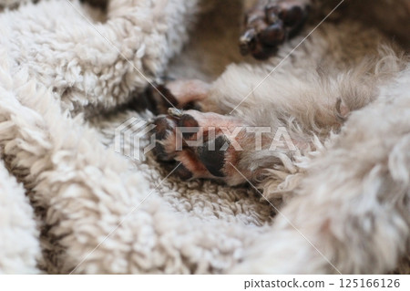 Dog relaxing under a blanket Toy poodle Dog's natural expression Relaxing 125166126