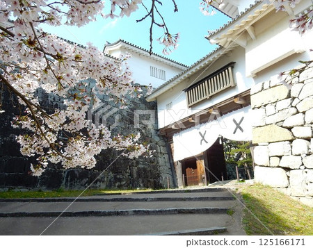國家歷史遺址二本松城和霞城公園的春天百花盛開 國家歷史遺址二本松城和霞城公園的春天百花盛開 125166171