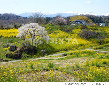 Nishiya Rice Terraces: A beautiful combination of weeping cherry blossoms and rape blossoms Nishiya Rice Terraces: A beautiful combination of weeping cherry blossoms and rape blossoms 125166173