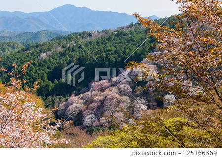 吉野下千本:從奈良縣昭憲皇后的野台地遺址欣賞壯麗景色 吉野下千本:從奈良縣昭憲皇后的野台地遺址欣賞壯麗景色 125166369