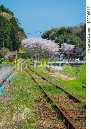 內隅鐵道的春天懷舊～櫻花大道、生島鐵路道口 125166384
