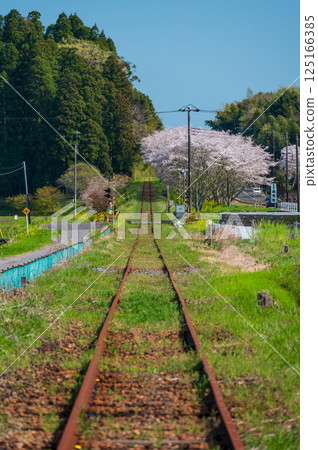Nostalgia in Spring on the Naisumi Railway - Sakura Highway, Ikushima Railroad Crossing 125166385
