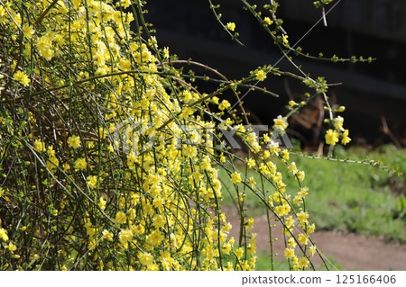 Yellow Unnan Ophiopogon flowers blooming in a park in spring 125166406