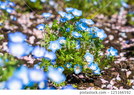 Blue flower nemophila 125166592