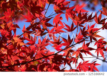 Deep red maple trees against the blue sky Deep red maple trees against the blue sky 125166642