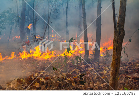 Slash and burn agriculture is a farming method that involves the cutting and burning of plants in a forest. 125166782