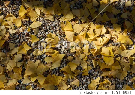 Ginkgo leaves scattered on the street 125166931