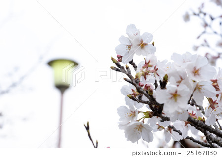 Cherry blossom Cherry blossom 125167030