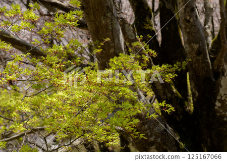 奈良縣七曲吉野山的楓葉在春天新綠美麗 125167066