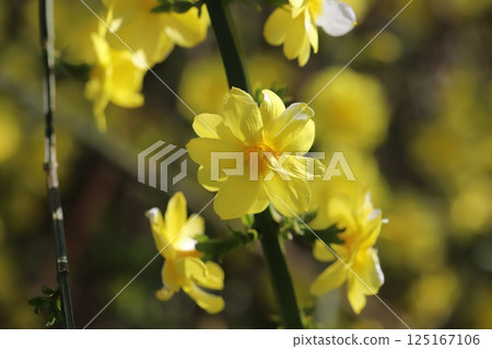 Yellow winter jasmine flowers blooming in a park in spring 125167106