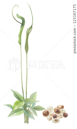 Watercolor painting of the Japanese quince by Hange Watercolor painting of the Japanese quince by Hange 125167175