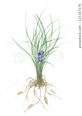 Watercolor painting of Ophiopogon japonicus Watercolor painting of Ophiopogon japonicus 125167176
